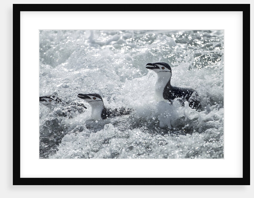 Chinstrap Penguins on Deception Island, Antarctica by Anonymous