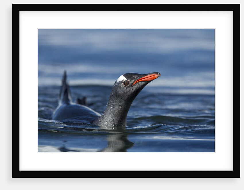 Gentoo penguin in Antarctica by Anonymous