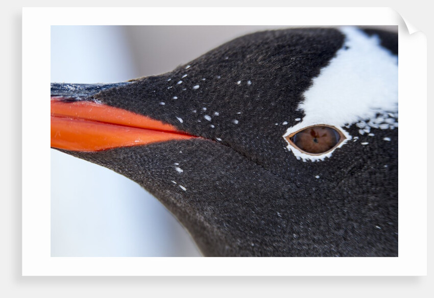 Gentoo penguin in Antarctica by Anonymous