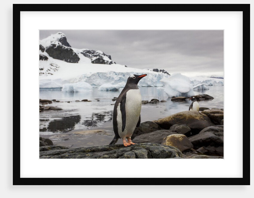Gentoo penguin in Antarctica by Anonymous