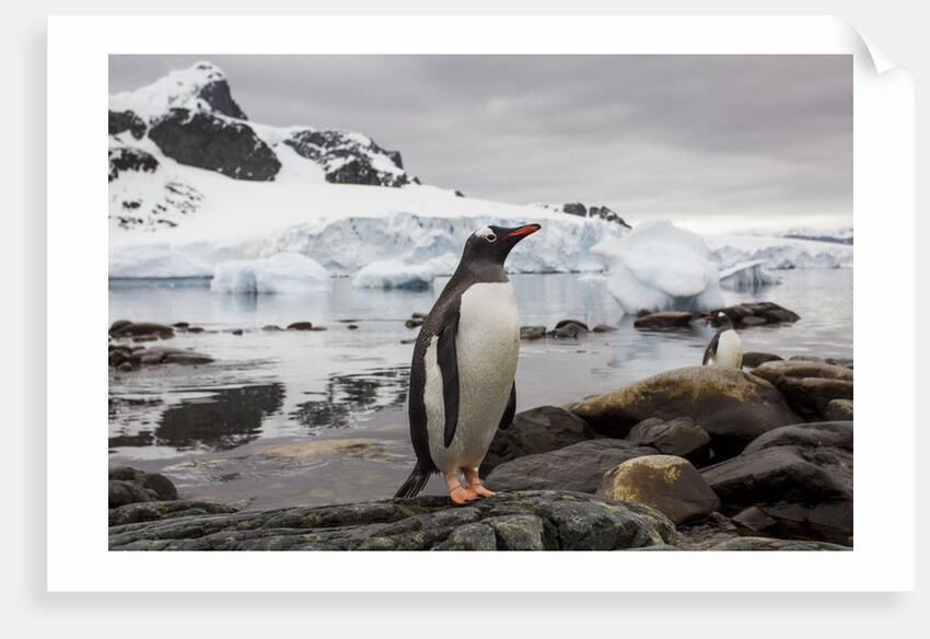 Gentoo penguin in Antarctica by Anonymous