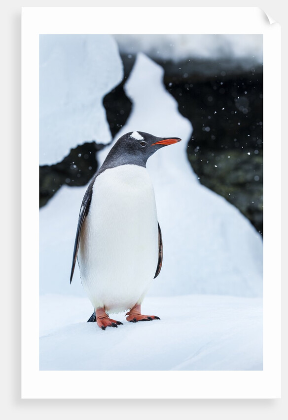 Gentoo penguin in Antarctica by Anonymous