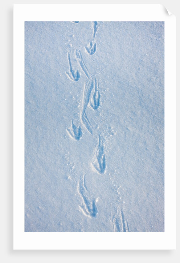 Gentoo penguin footprints on Anvers Island, Antarctica by Anonymous