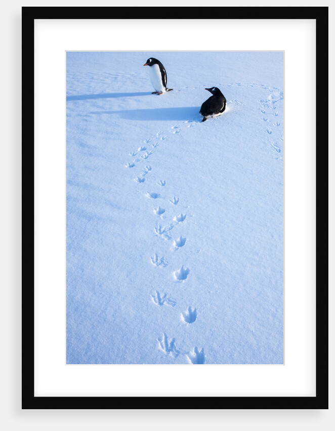 Gentoo penguins on Anvers Island, Antarctica by Anonymous