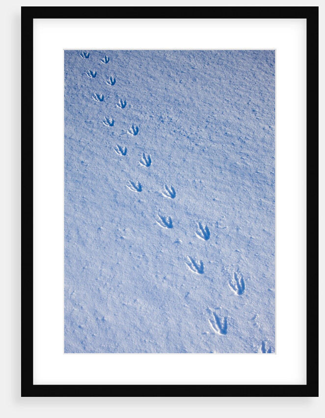 Gentoo penguin footprints on Anvers Island, Antarctica by Anonymous