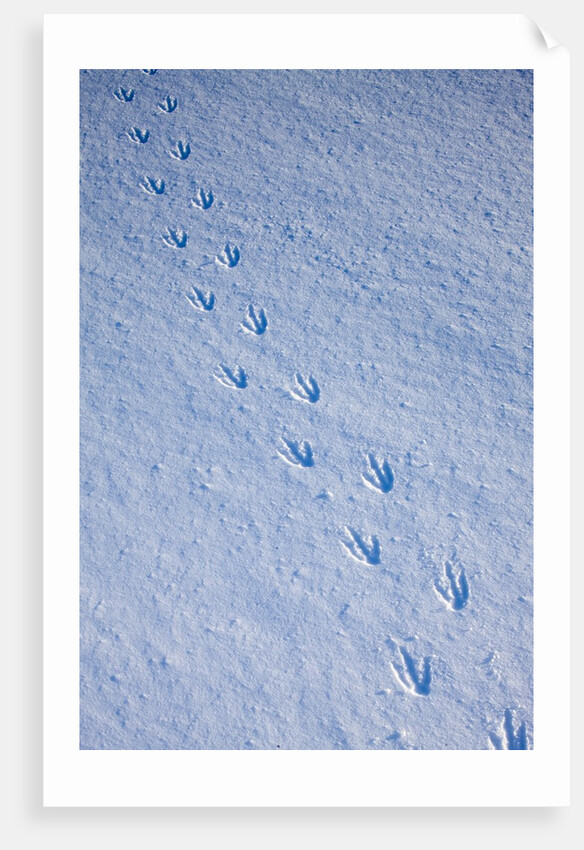Gentoo penguin footprints on Anvers Island, Antarctica by Anonymous