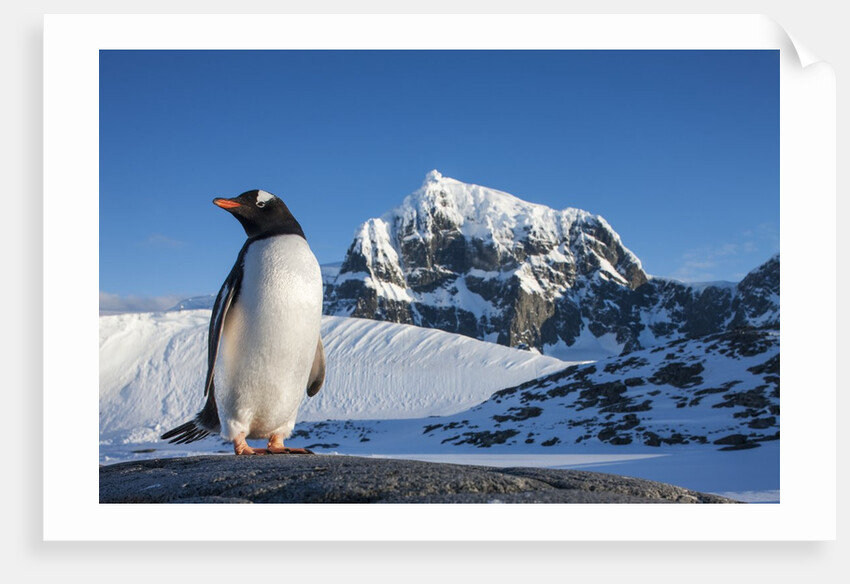 Gentoo penguin on Anvers Island, Antarctica by Anonymous