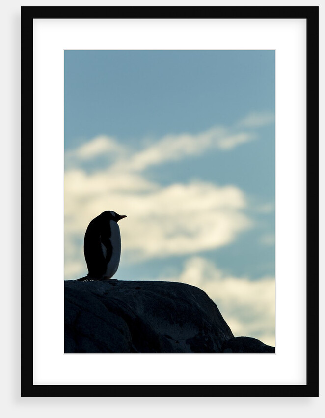 Gentoo penguin on Wiencke Island, Antarctica by Anonymous