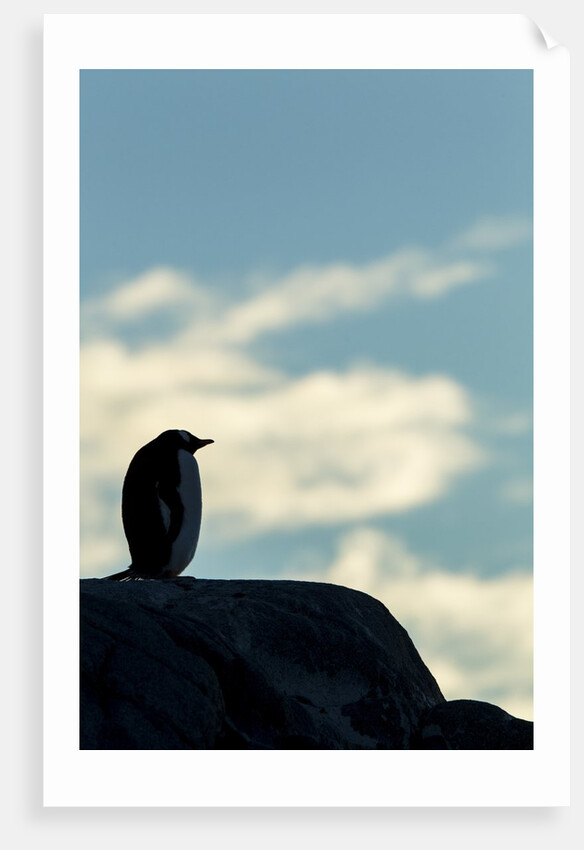 Gentoo penguin on Wiencke Island, Antarctica by Anonymous