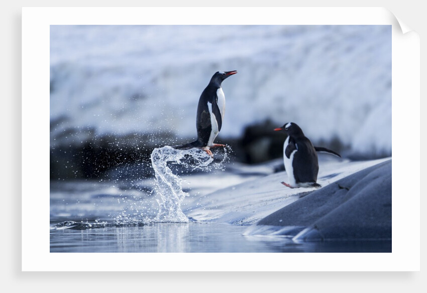 Leaping gentoo penguins on Wiencke Island, Antarctica by Anonymous