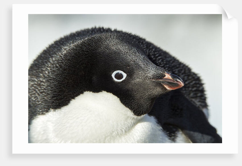 Gentoo penguin on Petermann Island, Antarctica by Anonymous
