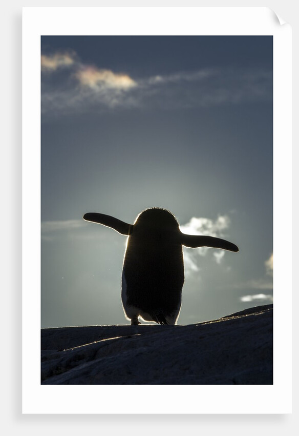 Gentoo penguin on Petermann Island, Antarctica by Anonymous