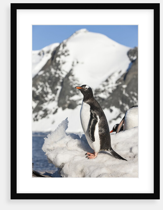 Gentoo penguin on Petermann Island, Antarctica by Anonymous