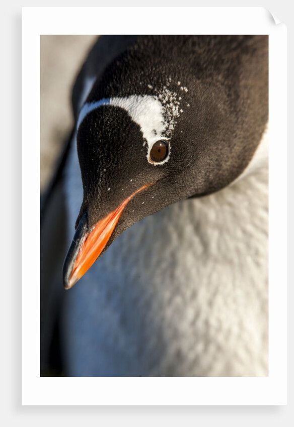 Gentoo penguin on Petermann Island, Antarctica by Anonymous