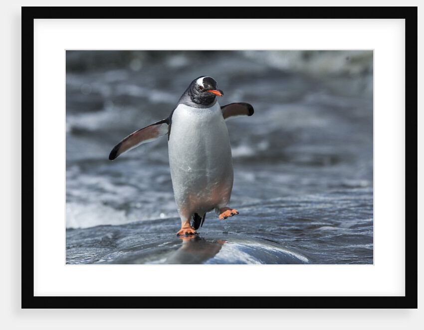 Gentoo penguin on Petermann Island, Antarctica by Anonymous