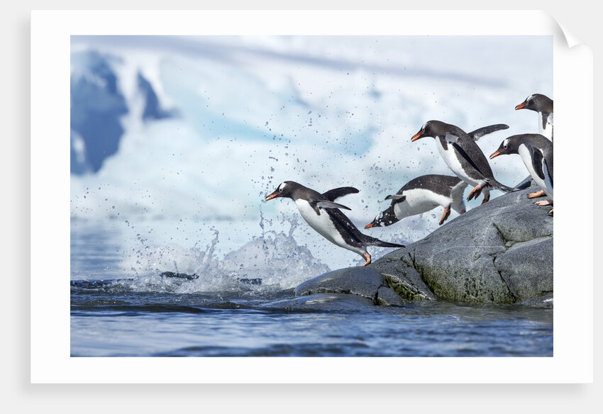Gentoo penguins on Petermann Island, Antarctica by Anonymous