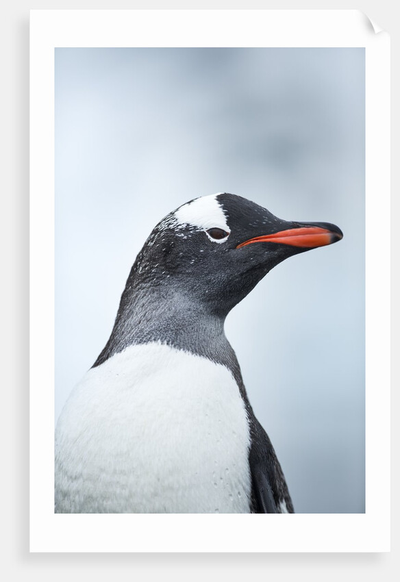 Gentoo penguin on Cuverville Island, Antarctica by Anonymous