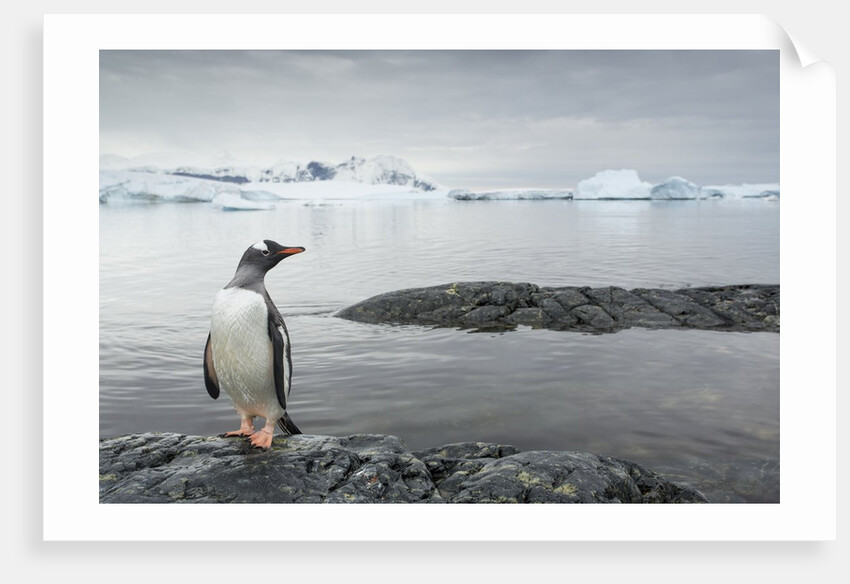 Gentoo penguin on Cuverville Island, Antarctica by Anonymous