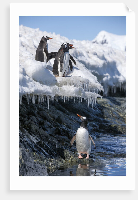 Gentoo penguins on Cuverville Island, Antarctica by Anonymous