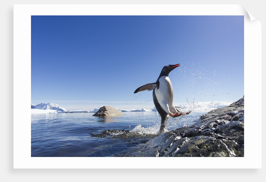 Gentoo penguin on Cuverville Island, Antarctica by Anonymous