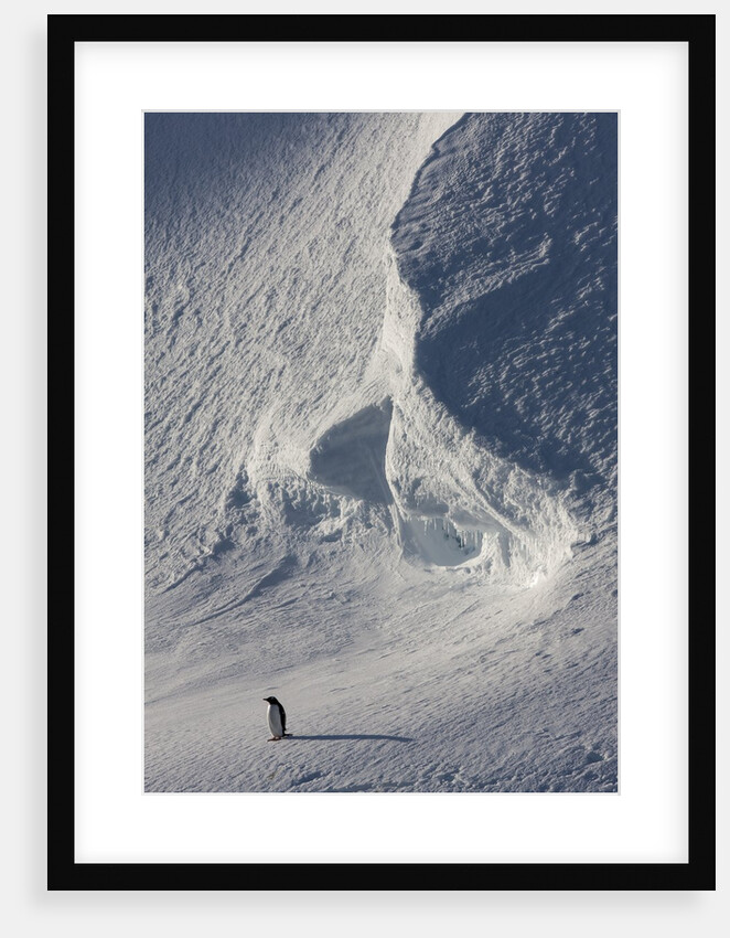 Gentoo penguin on Melchior Island, Antarctica by Anonymous
