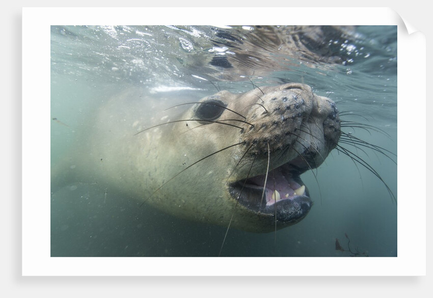 Elephant seal on Livingstone Island, Antarctica by Anonymous