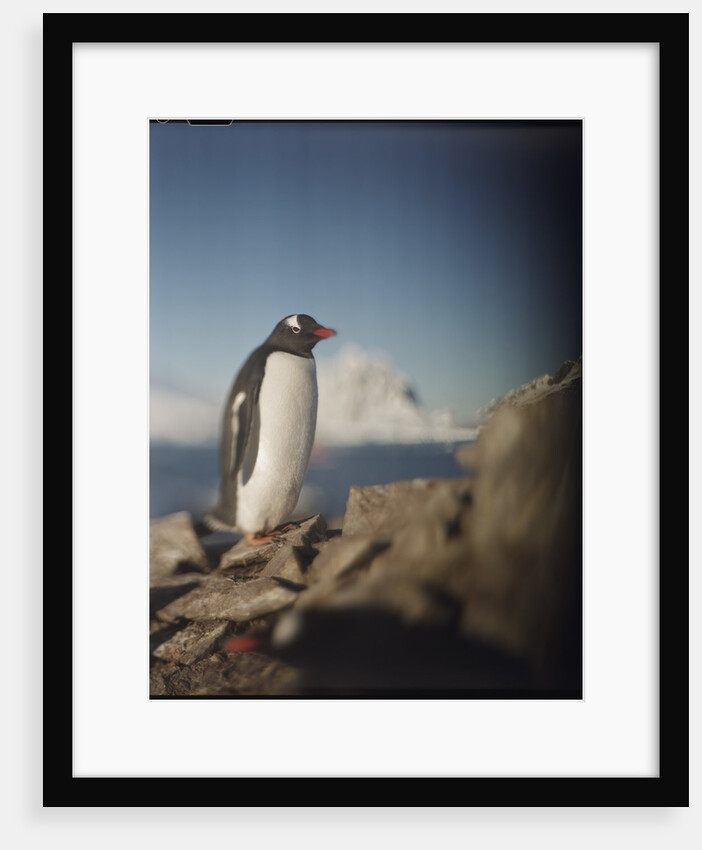 Gentoo penguin on Petermann Island, Antarctica by Anonymous
