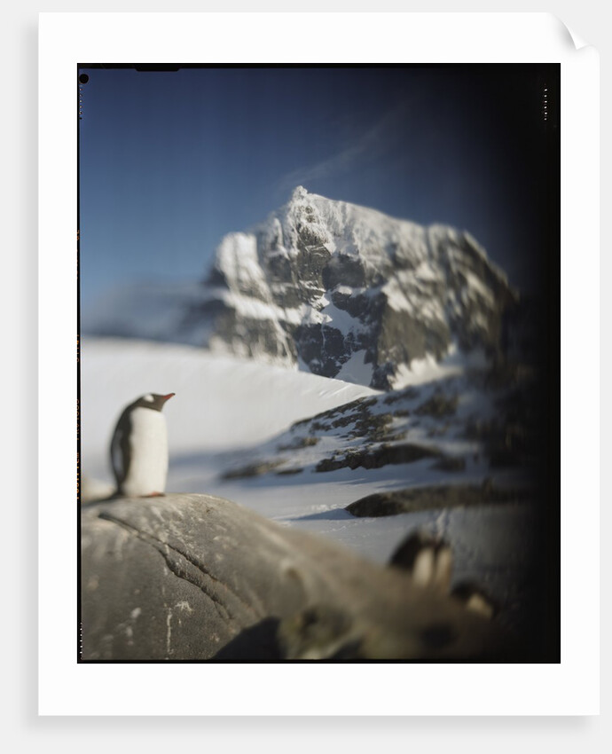 Gentoo penguin on Wiencke Island, Antarctica by Anonymous