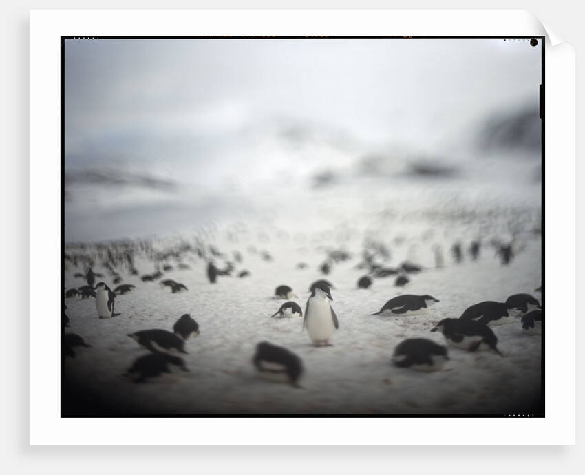 Chinstrap penguins, Antarctica by Anonymous