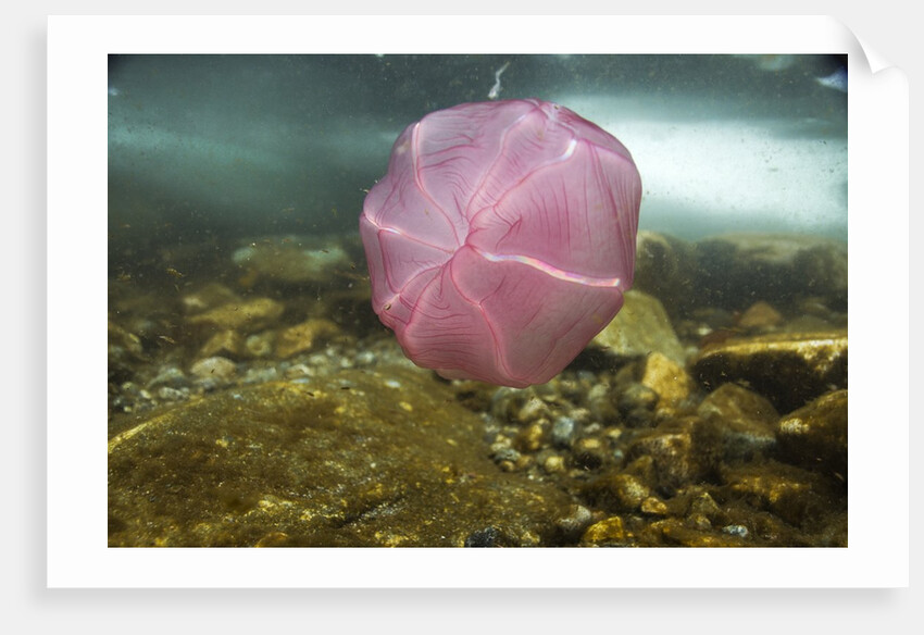 Underwater jellyfish in Cuverville Island, Antarctica by Anonymous