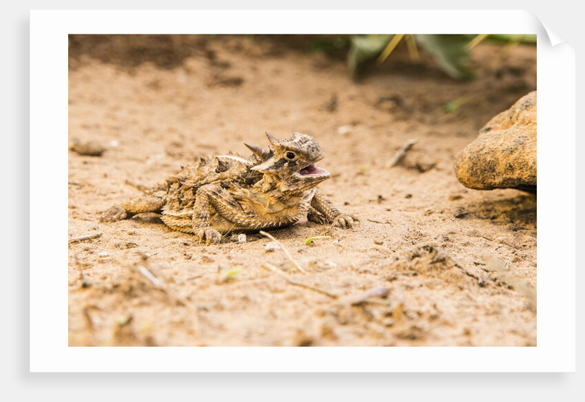 Texas Horned Lizard by Anonymous