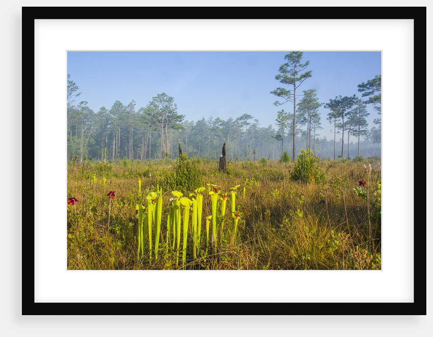 Pitcher Plant Bog and Pine forest by Anonymous