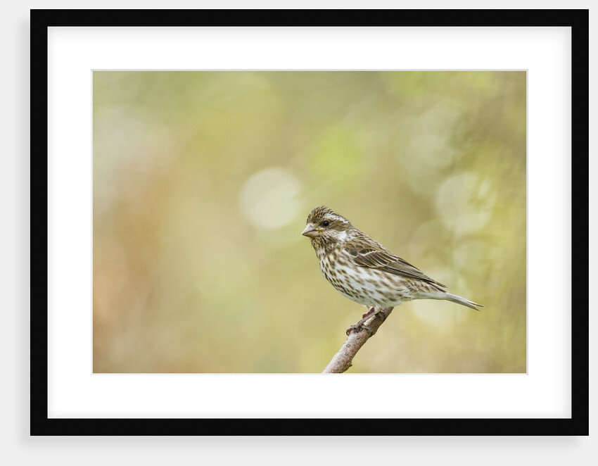 Side view of female Purple Finch perching on branch by Anonymous