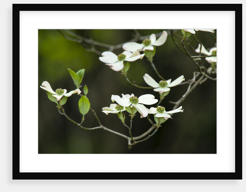 Close-up of Dogwood Bloom by Anonymous