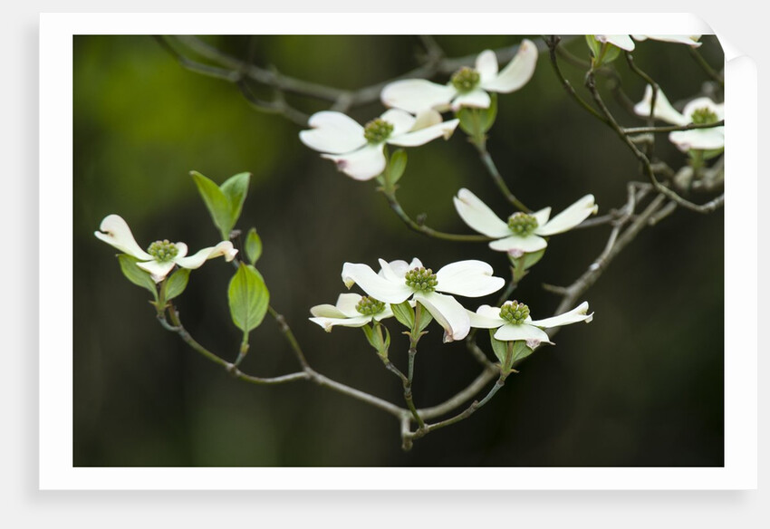 Close-up of Dogwood Bloom by Anonymous