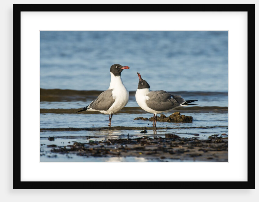 View of Laughing Gull standing in water by Anonymous