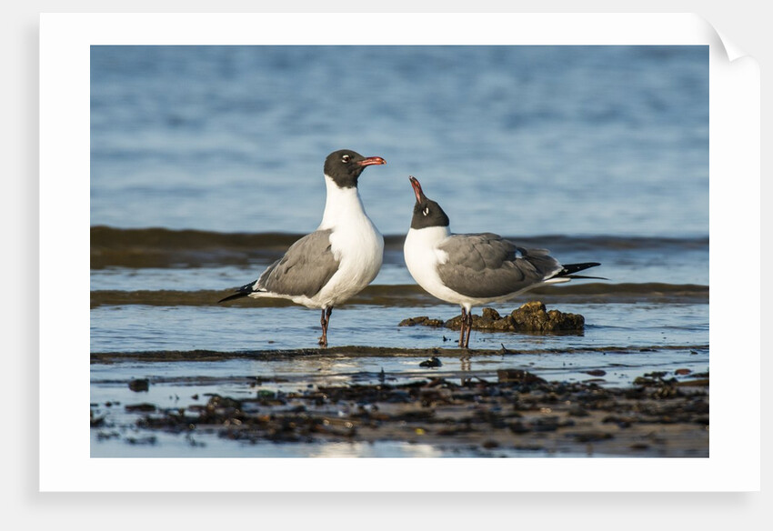 View of Laughing Gull standing in water by Anonymous