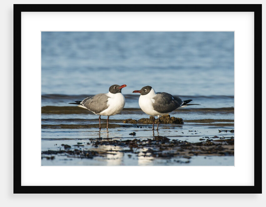 View of Laughing Gull standing in water by Anonymous
