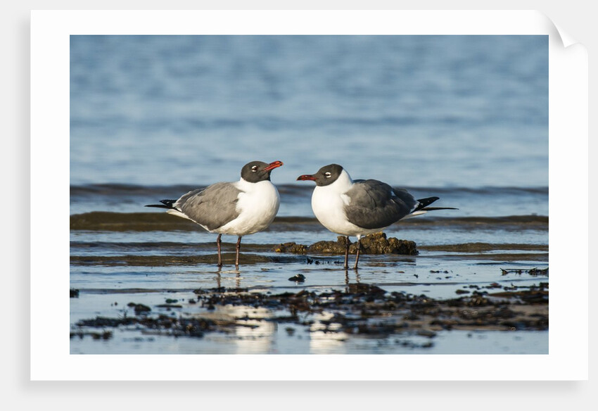 View of Laughing Gull standing in water by Anonymous