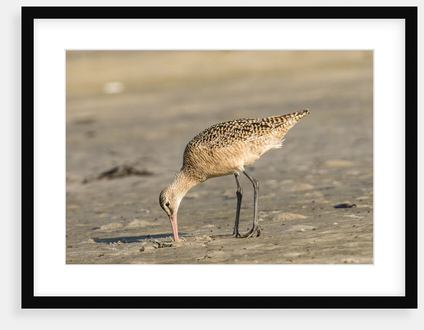 Side view of Marbled Godwit by Anonymous