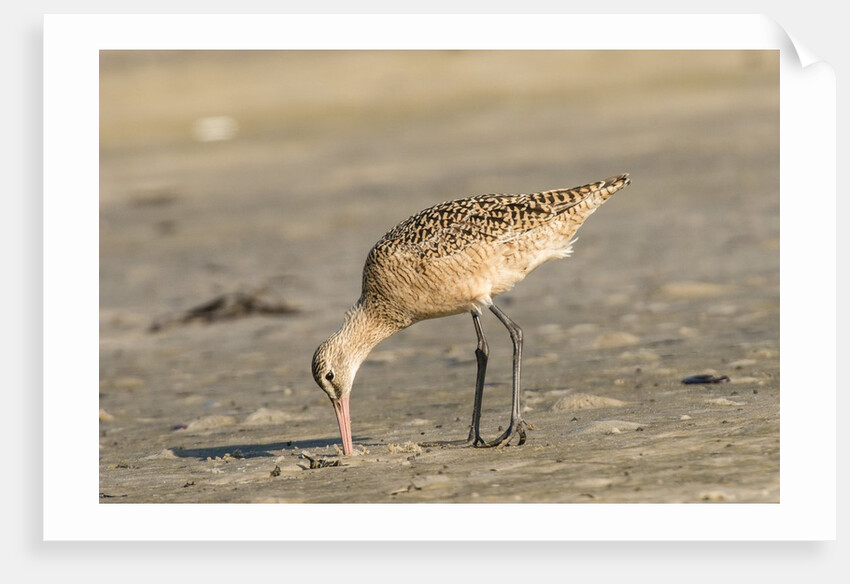 Side view of Marbled Godwit by Anonymous