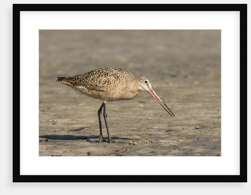 Side view of Marbled Godwit by Anonymous