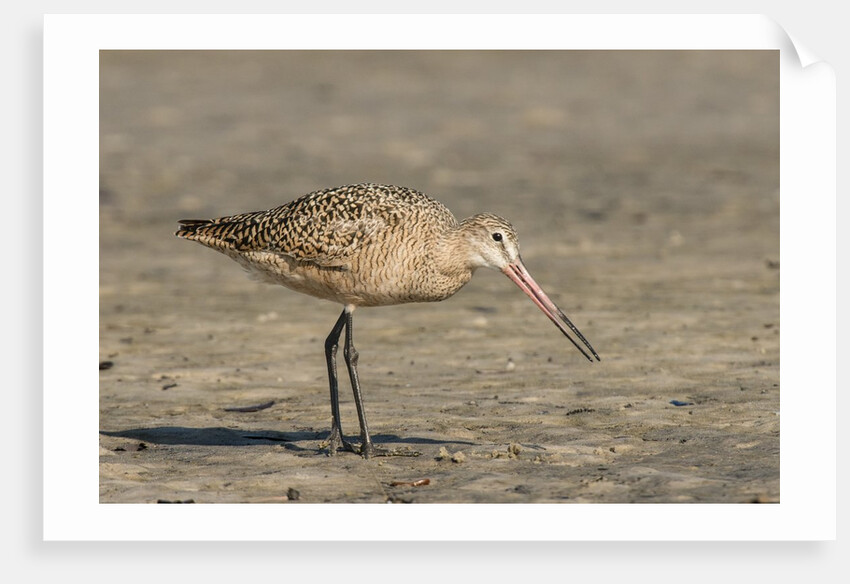 Side view of Marbled Godwit by Anonymous
