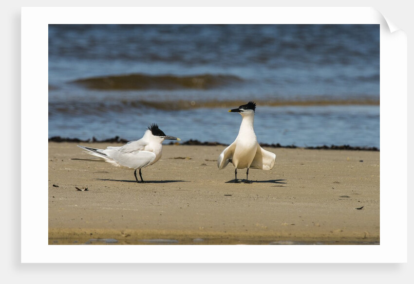 View of Royal Tern on sandy beach by Anonymous
