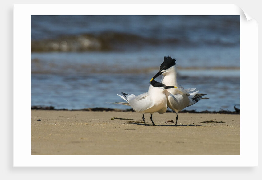 View of Royal Tern on sandy beach by Anonymous