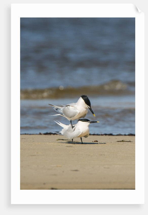 View of Royal Tern on sandy beach by Anonymous