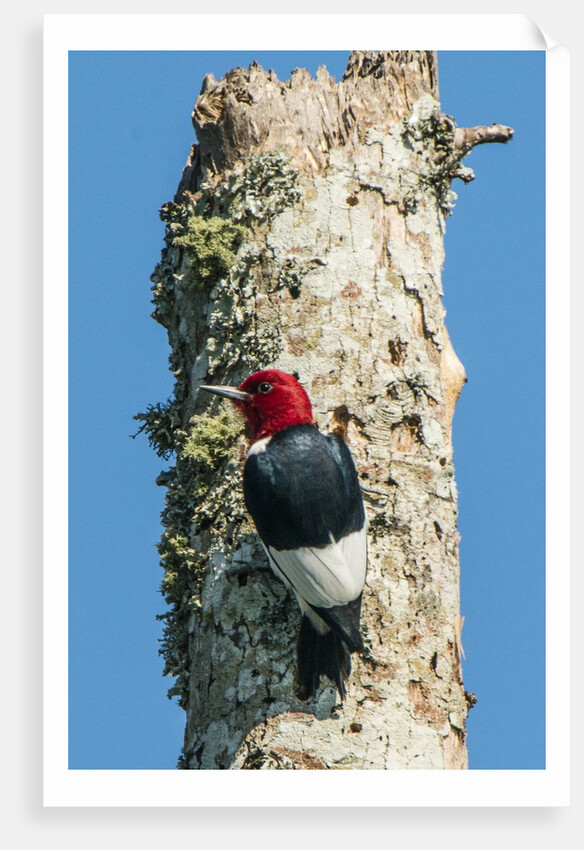 View of Red-headed Woodpecker by Anonymous