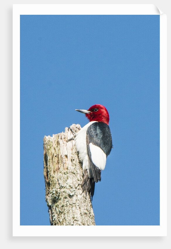 View of Red-headed Woodpecker by Anonymous