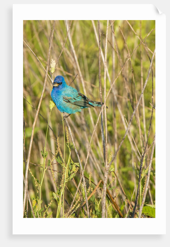 View of Indigo Bunting perching on twig by Anonymous