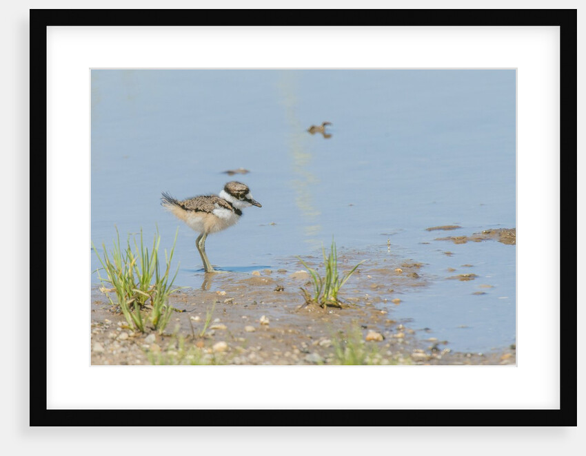 Side view of Killdeer wading in water by Anonymous
